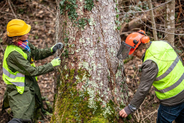 How Our Tree Care Process Works  in  Frankfort, MI