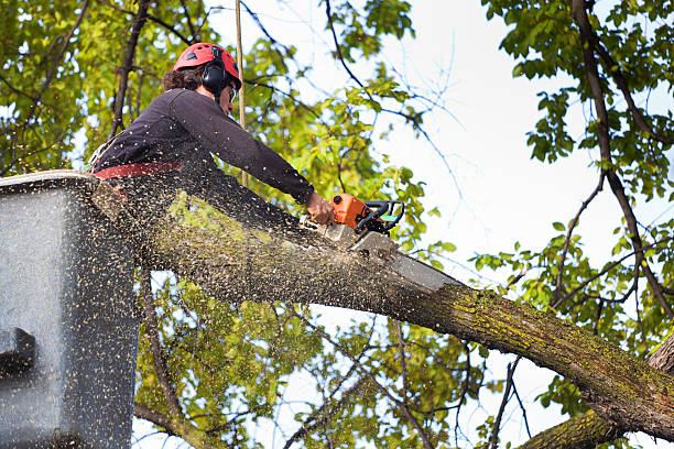 Best Tree Trimming and Pruning  in Frankfort, MI